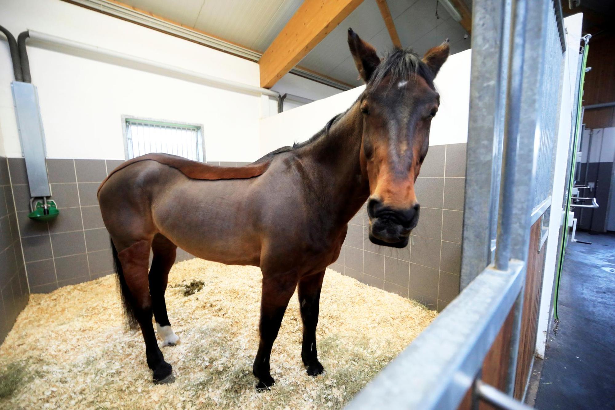 Pferd Querida Rosenmontagszug