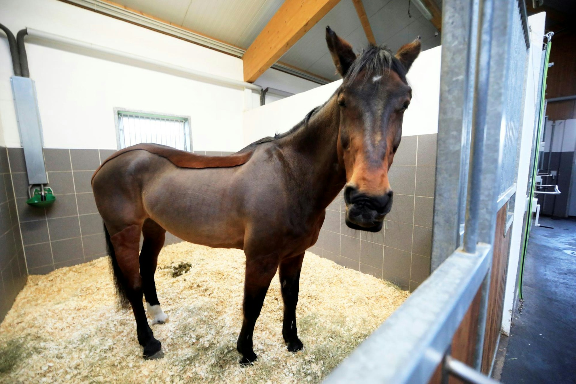 Pferd Querida Rosenmontagszug