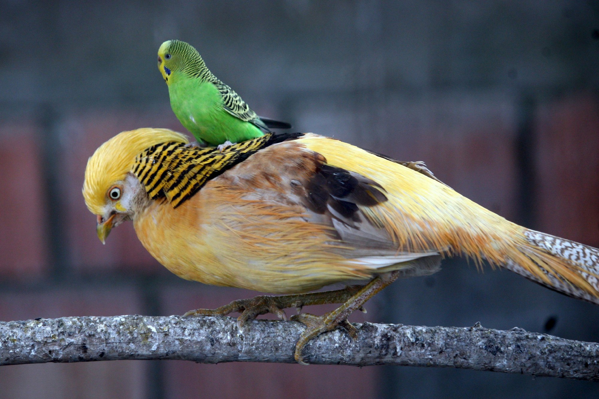 vogel retten