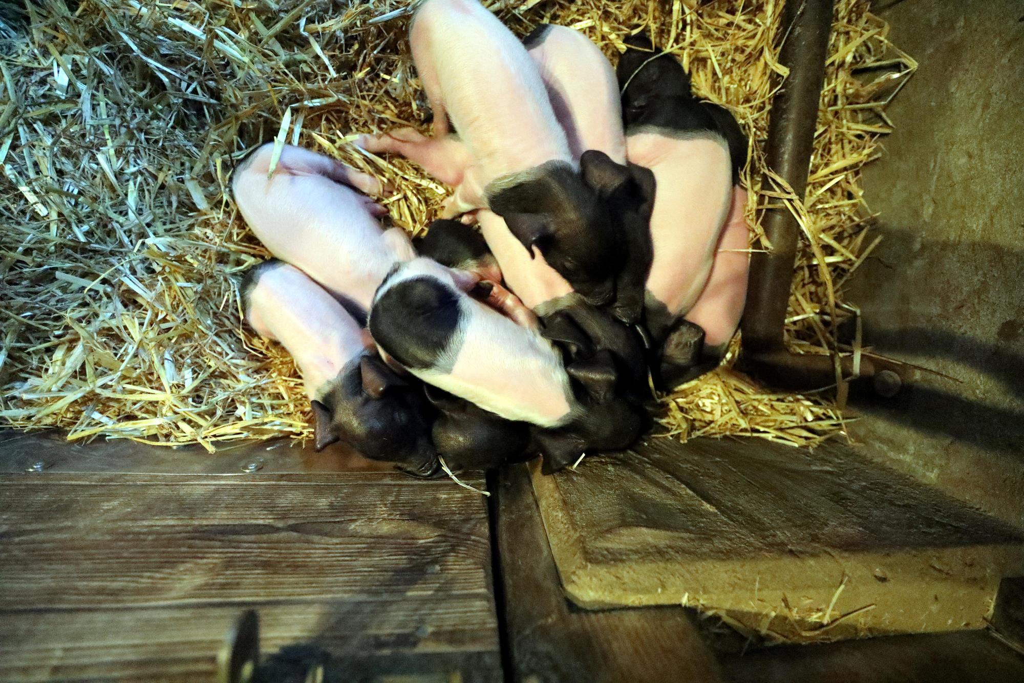kra_schwein003