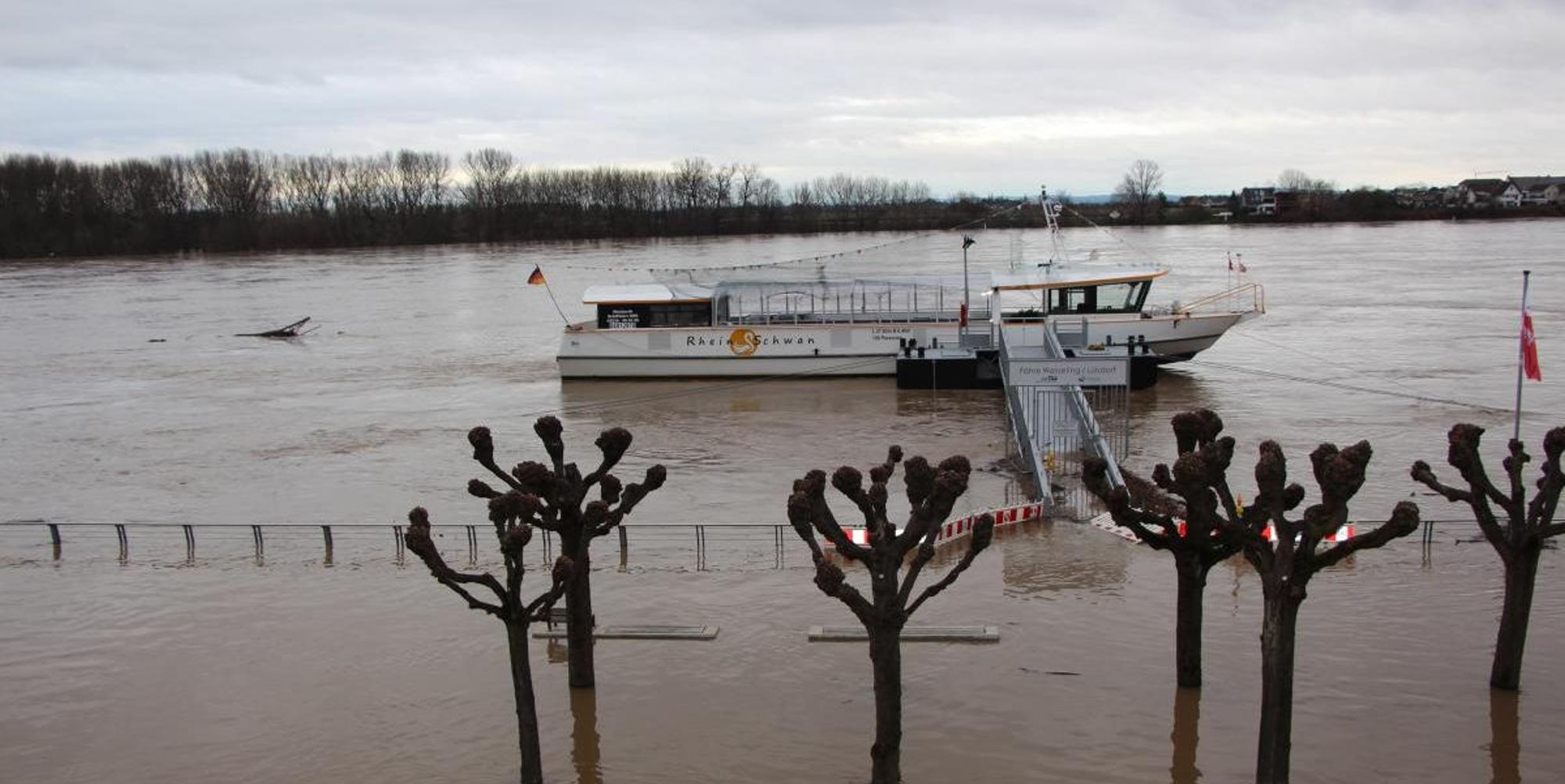 Rheinschwan Wesseling