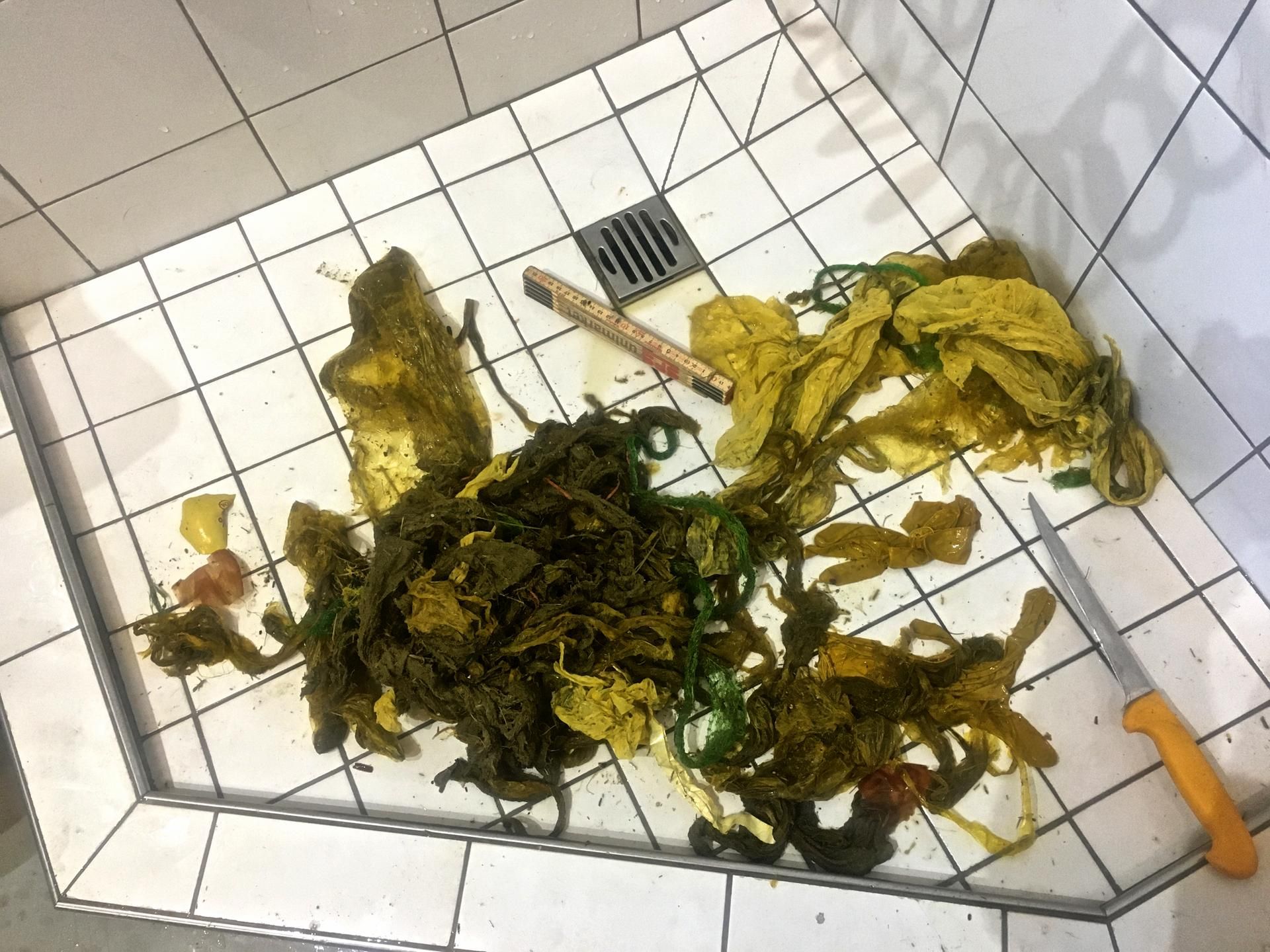 Hirsch Plastik Magen