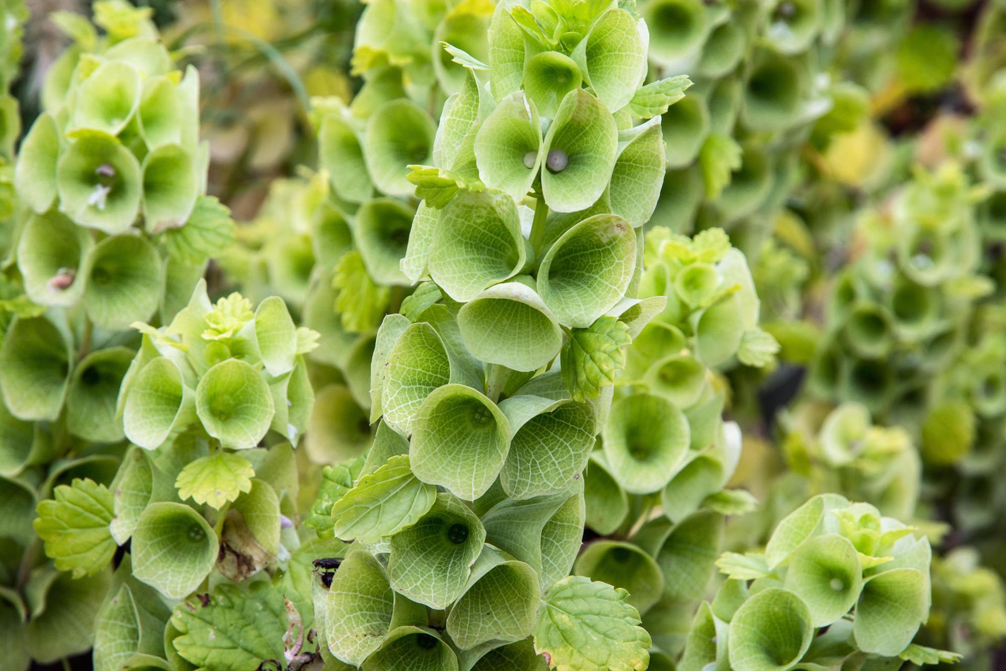 GettyImages-537924319_Moluccella_laevis