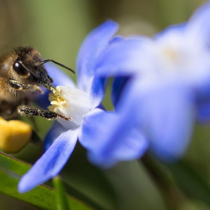 Biene sammelt Pollen dpa Symbol Garten