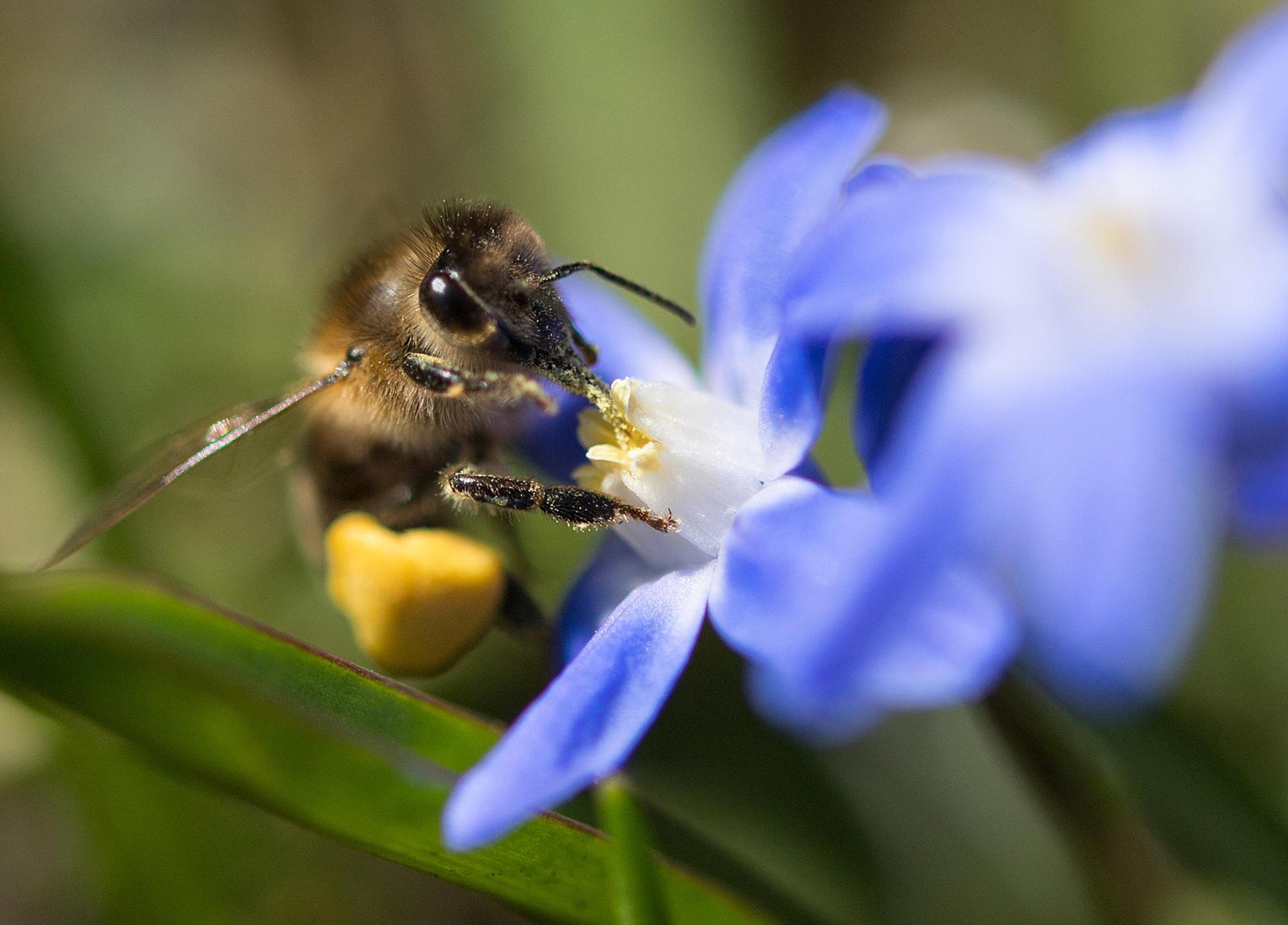 Biene sammelt Pollen dpa Symbol Garten