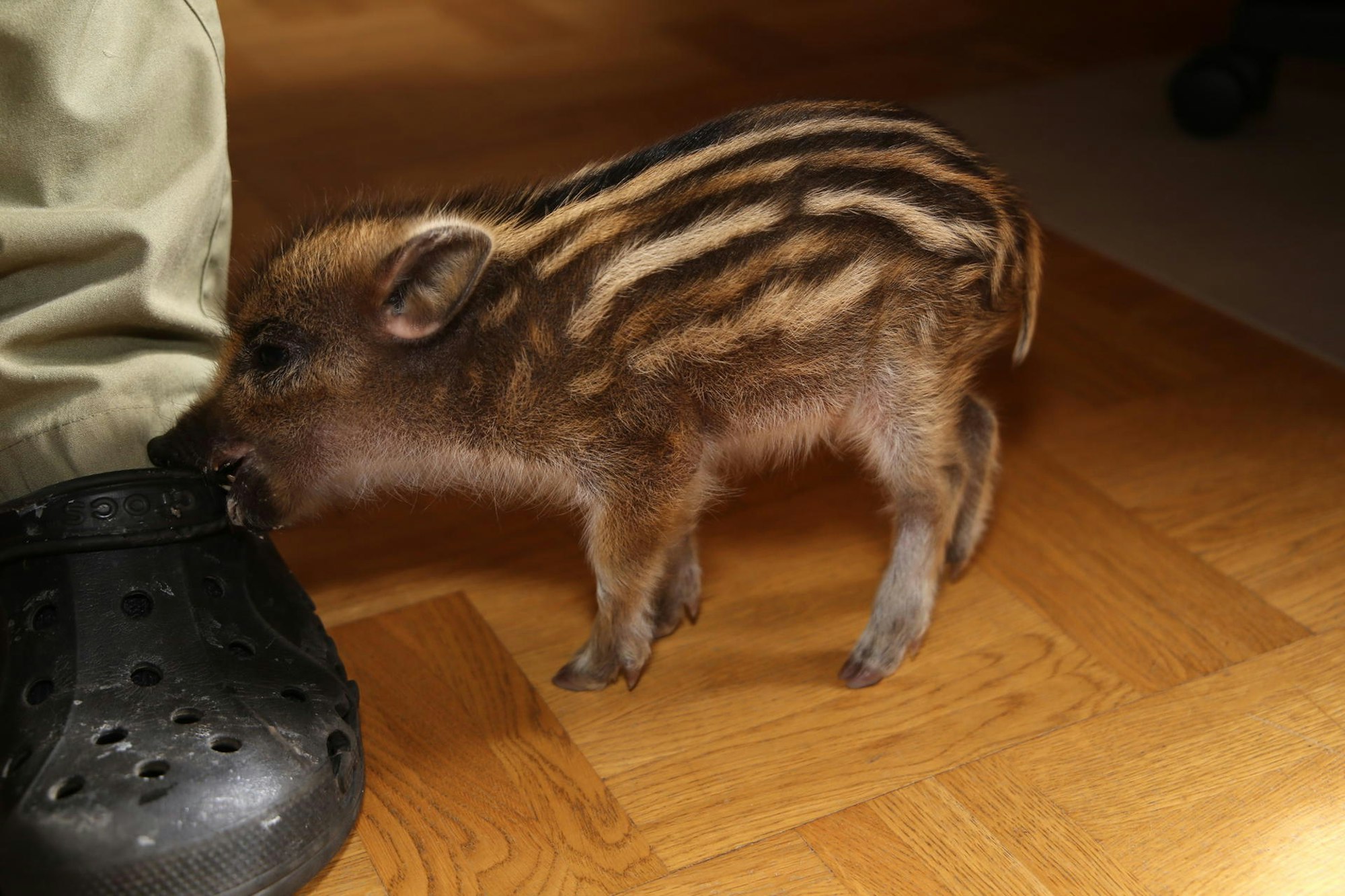 He_Wunsch_Frischling_2._Woche_3