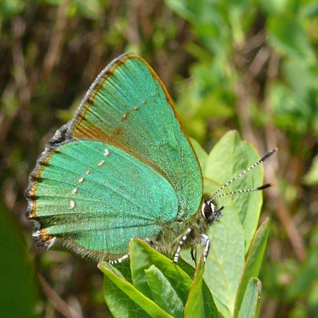 Grüner_Zipfelfalter_01_(HS)