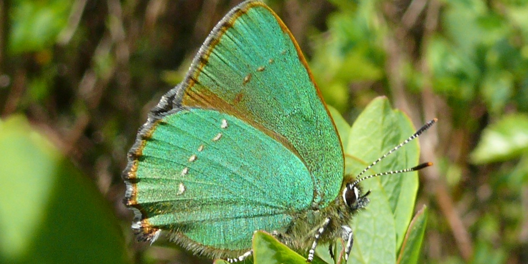 Grüner_Zipfelfalter_01_(HS)