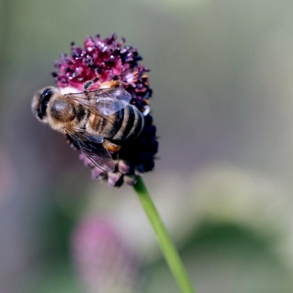 Bild 2 20200810-MAX-gartenkalender-01