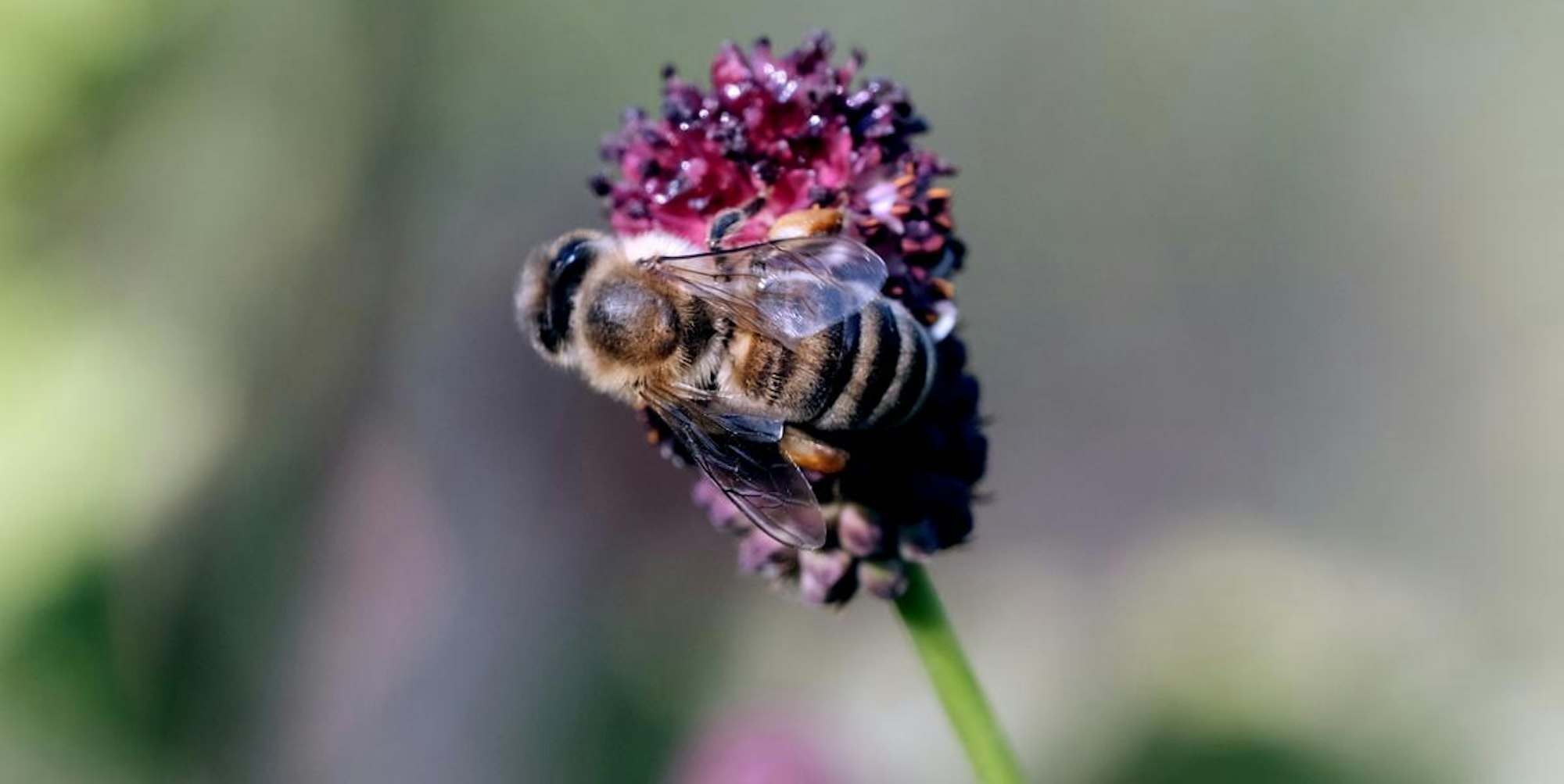 Bild 2 20200810-MAX-gartenkalender-01