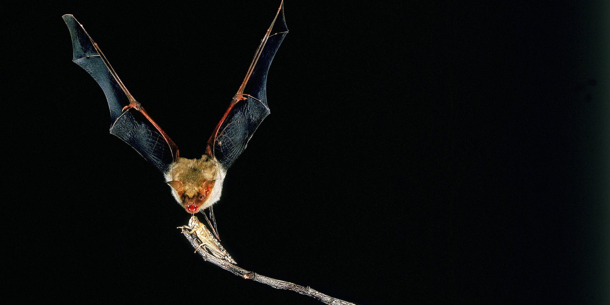 Batnight Köln Fledermaus