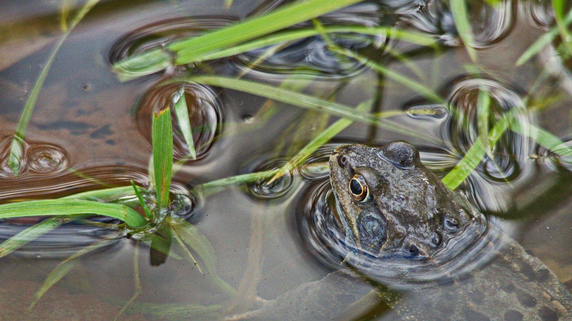 Wer quakt denn da im Wassertümpel? Amphibien kehren jedes Jahr zu ihren Laichplätzen zurück.