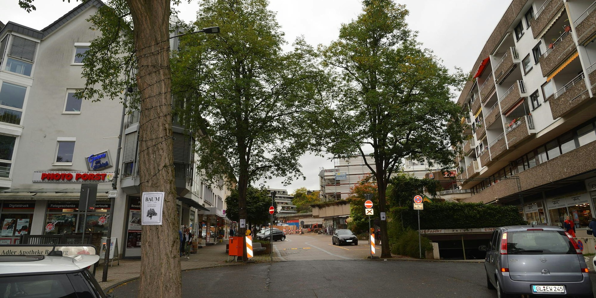 Bensberg_Bäume1
