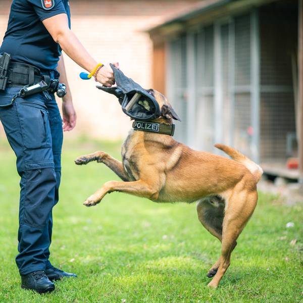 Polizeihund_Ausbildu_65708034