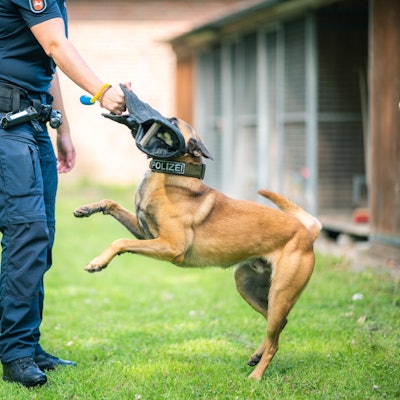 Polizeihund_Ausbildu_65708034