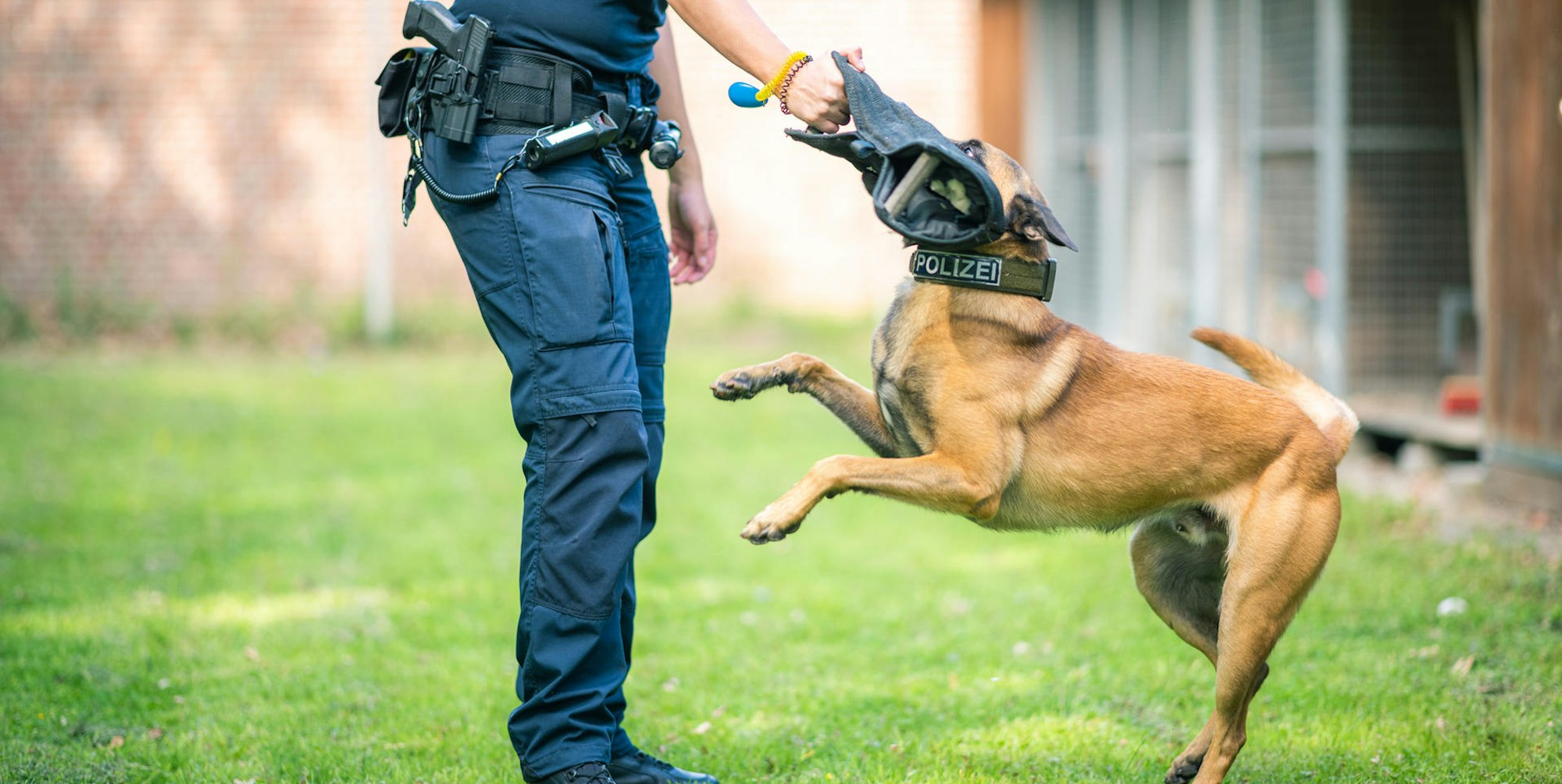 Polizeihund_Ausbildu_65708034