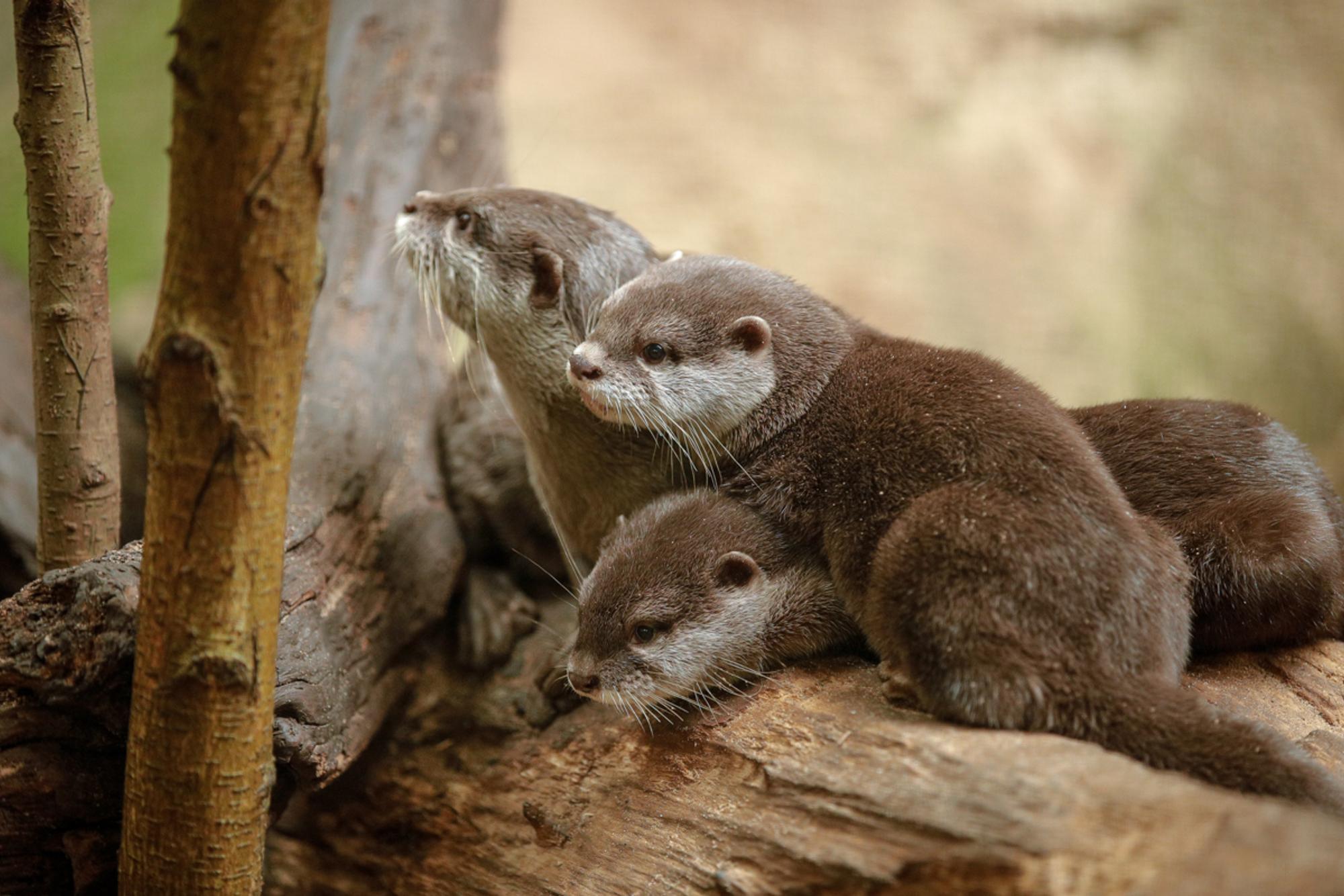 kurzkrallenotter