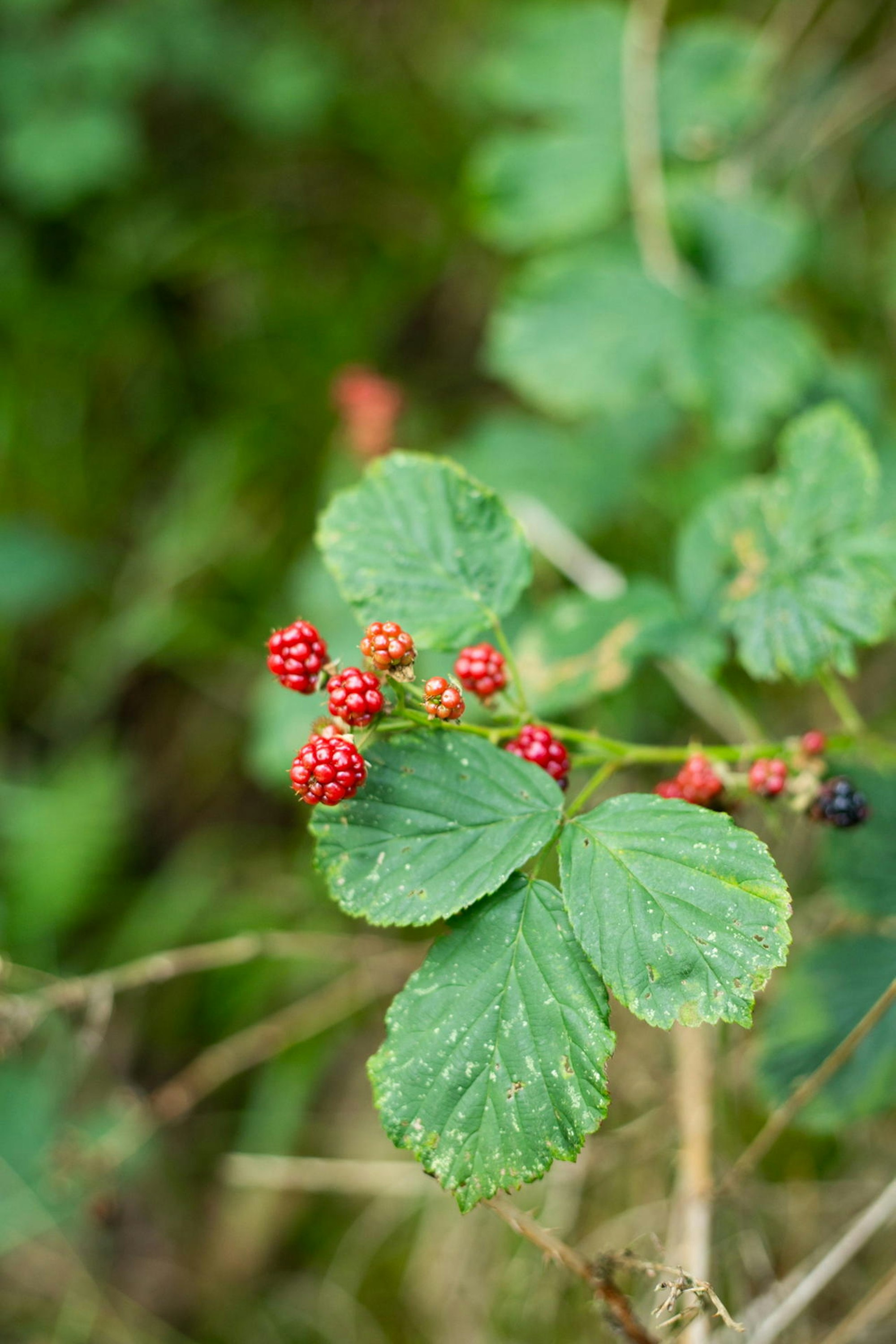 Früchte Wildnis-Trail