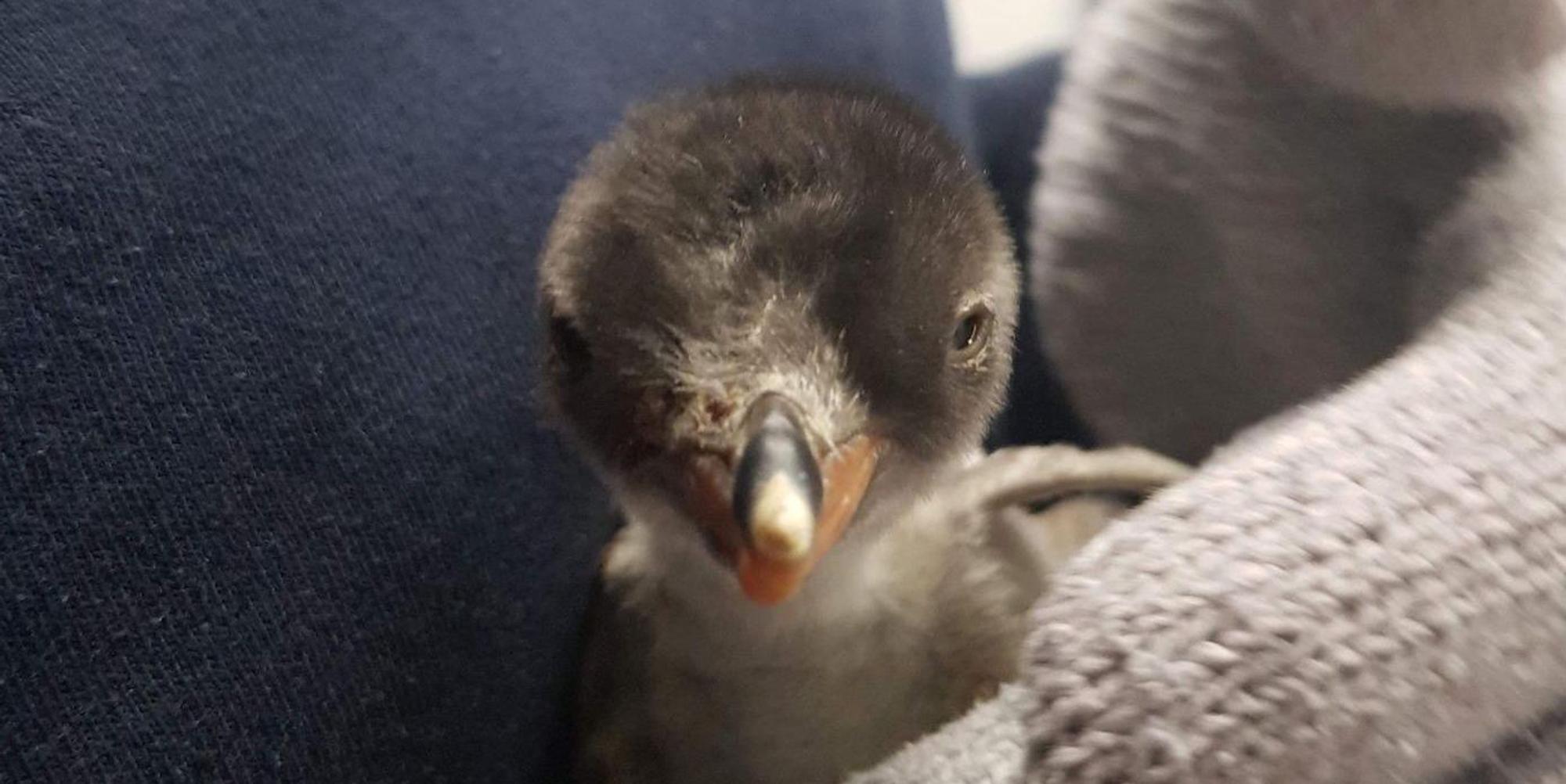 Pinguin Sydney Aquarium