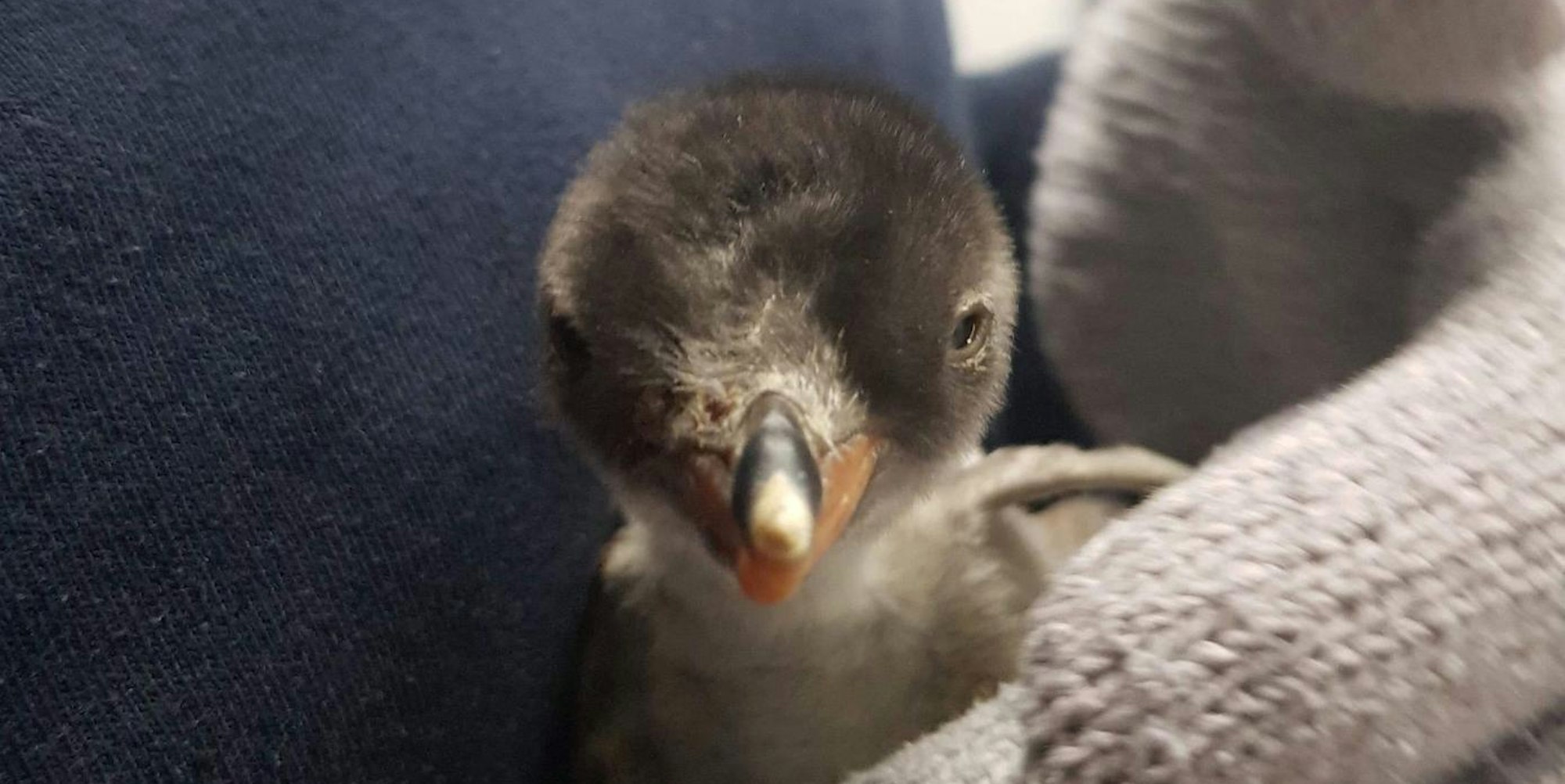 Pinguin Sydney Aquarium