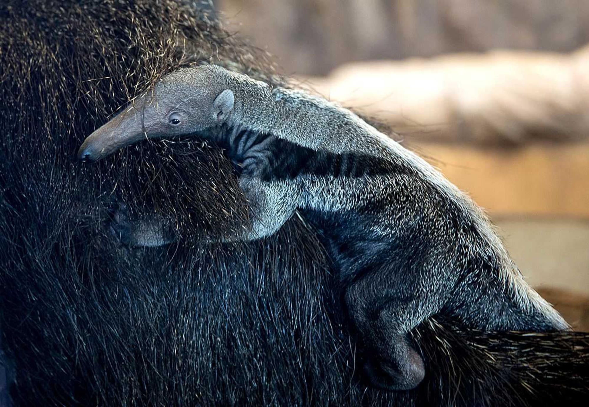 Ameisenbär2