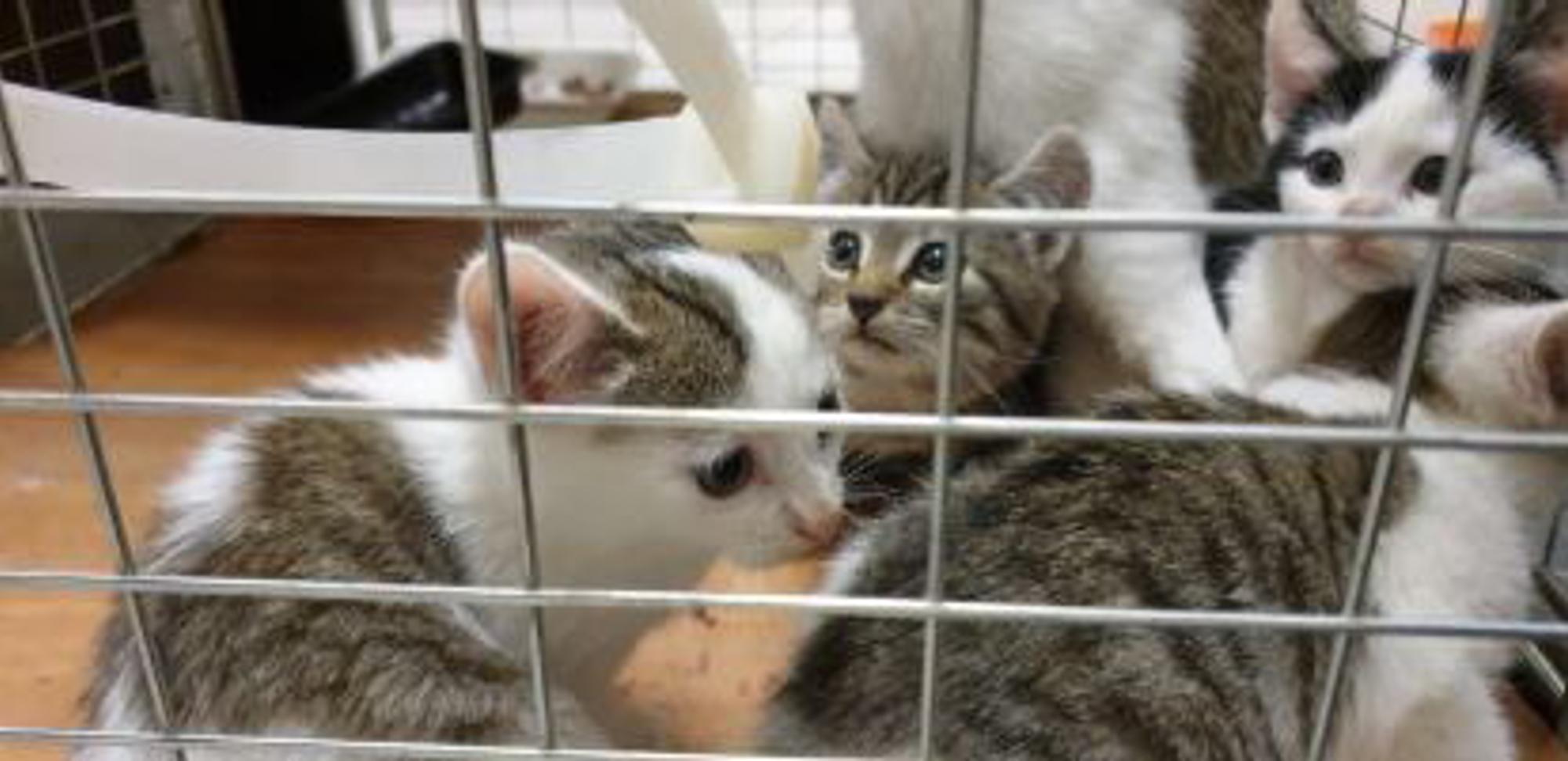 Babykatzen Bergheim