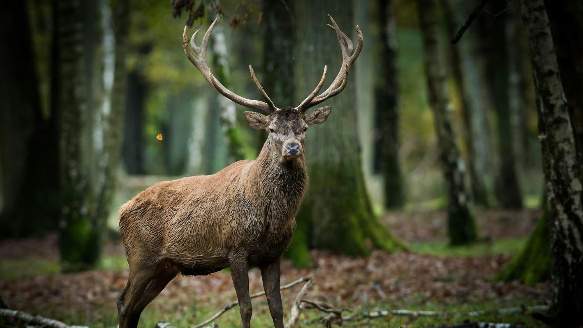 Ein Hirsch steht im Wald.