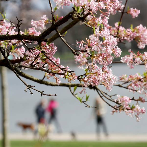 Frühling Symbol Kirschblüte NRW