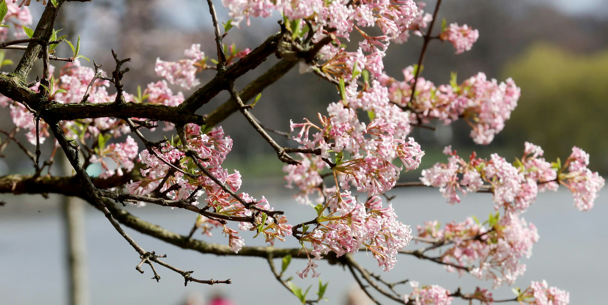Frühling Symbol Kirschblüte NRW