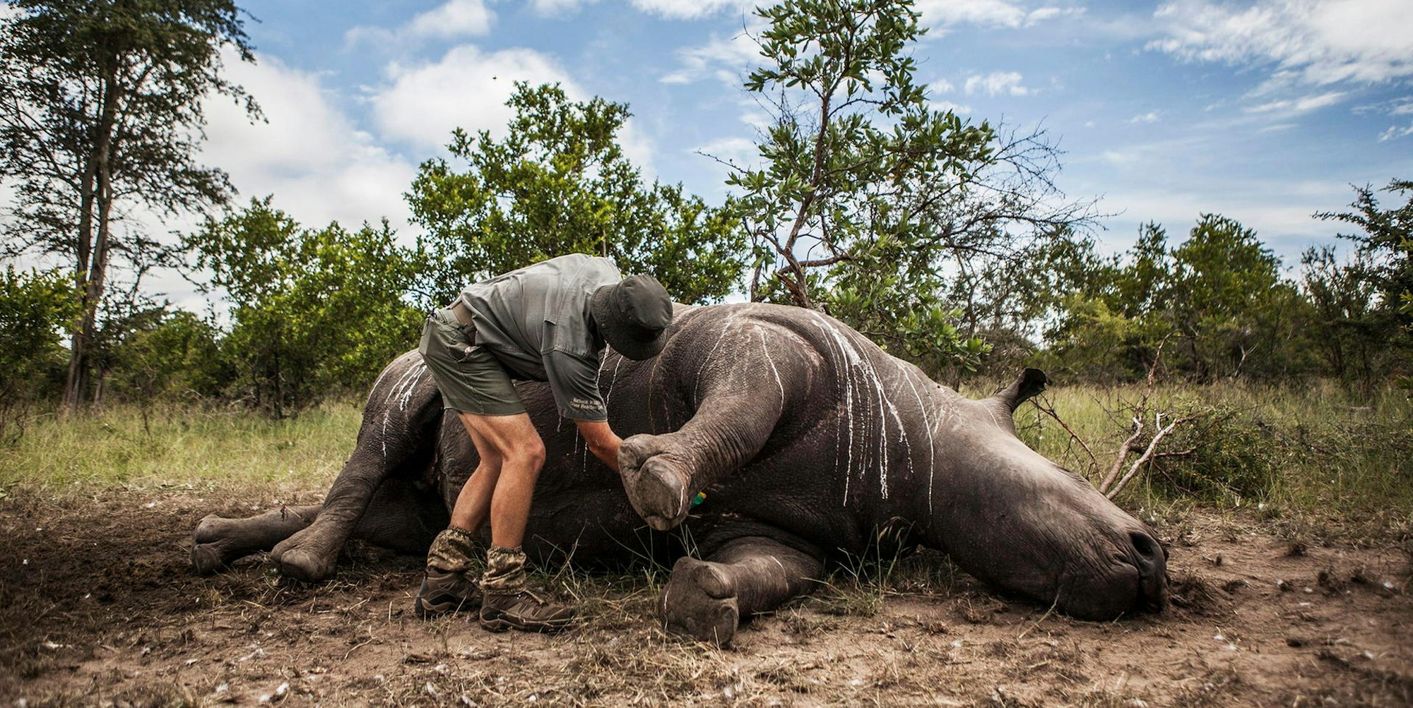 Wildschützer WWF