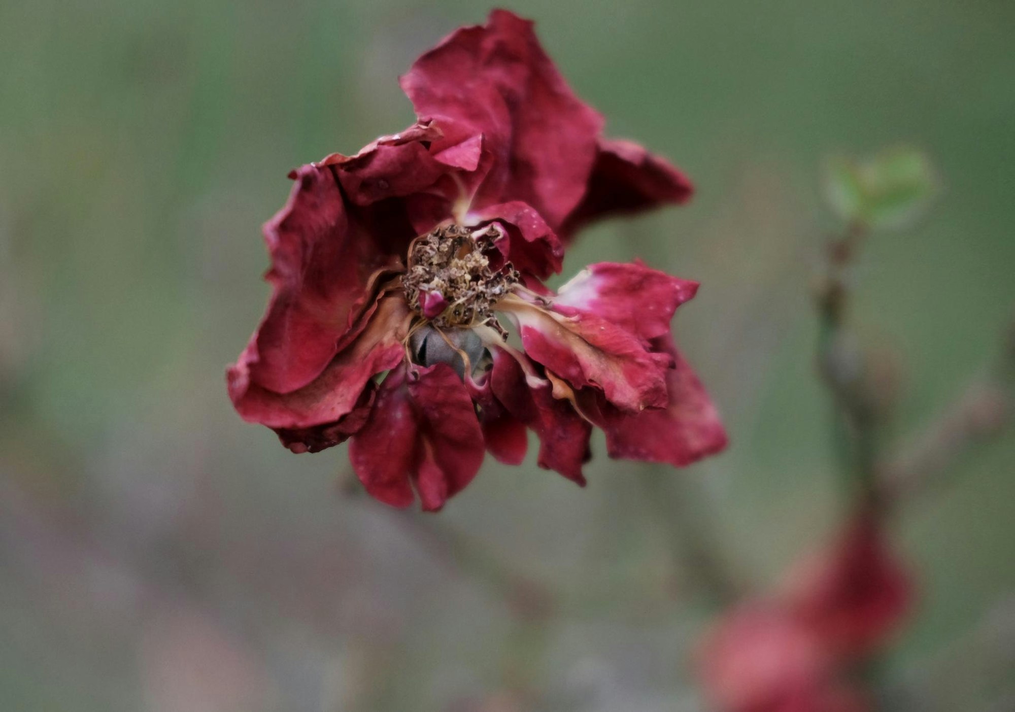 20191128max-garten06