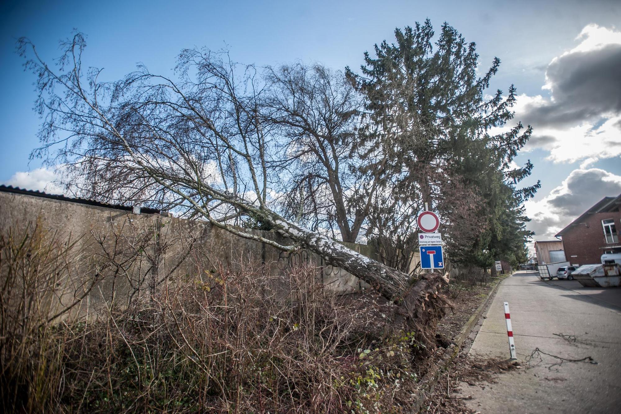 Sturm Zeynep Baum Leverkusen