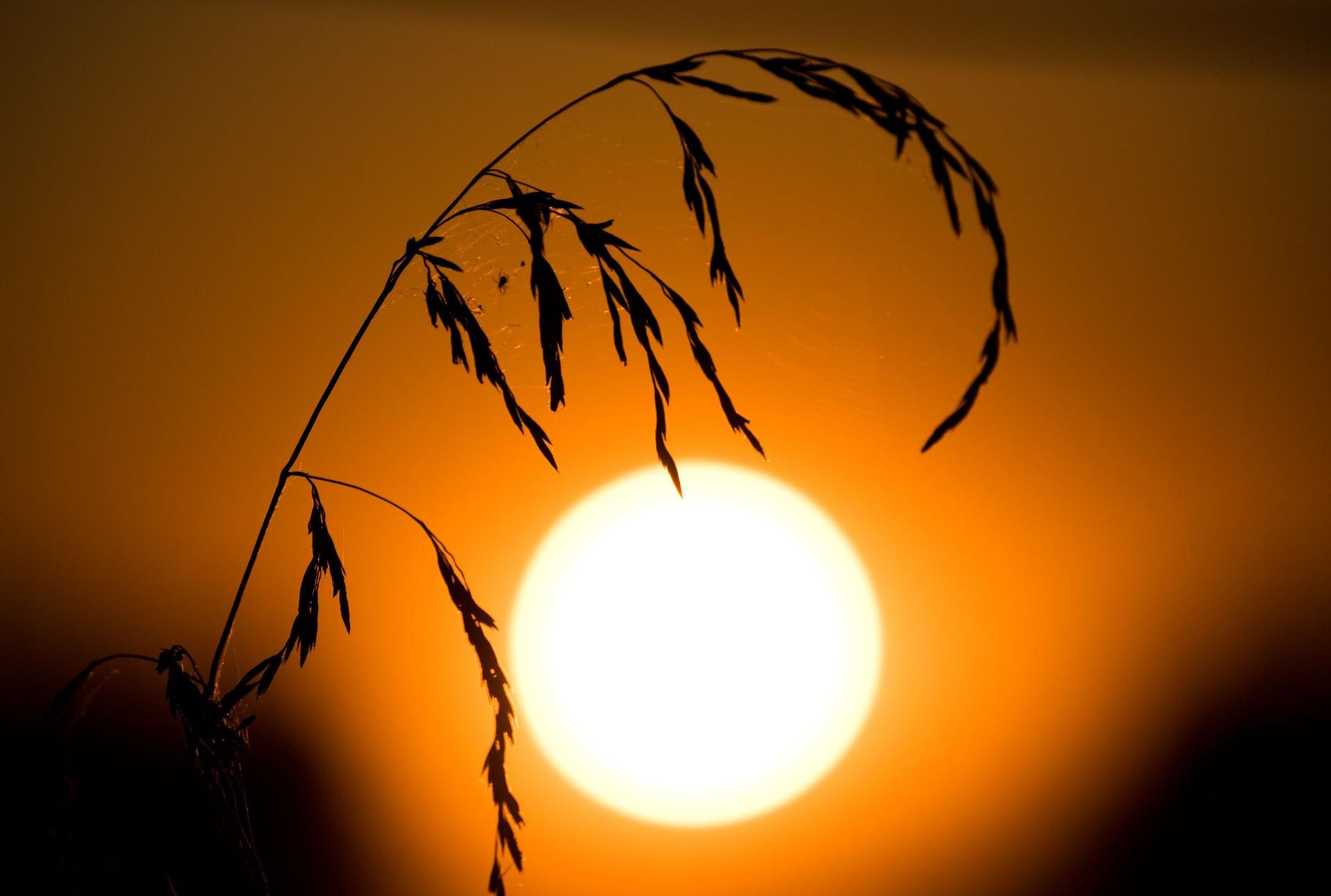 Sommer
