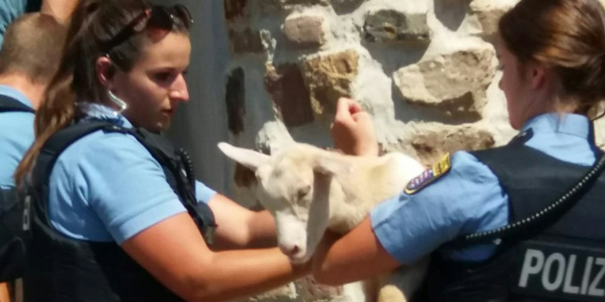 Polizei Kassel Ziegen