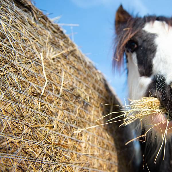 Pferd Heu
