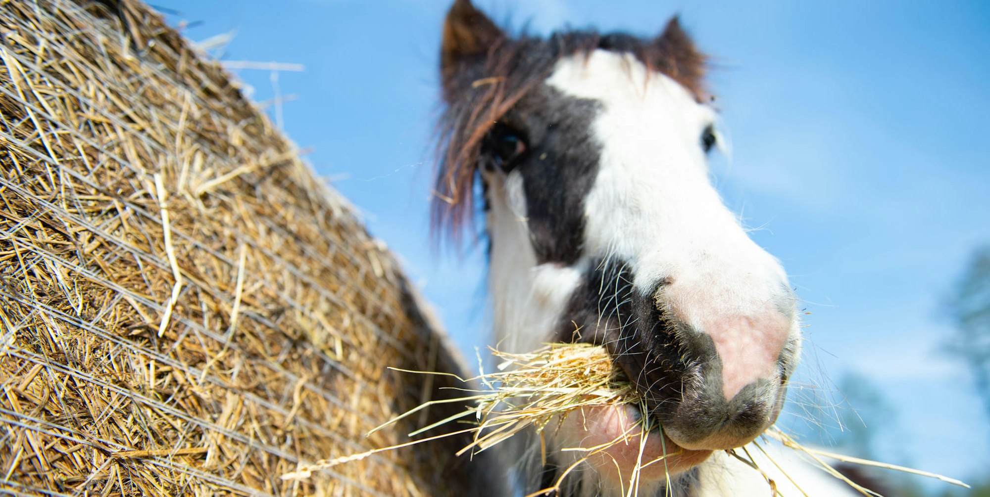 Pferd Heu