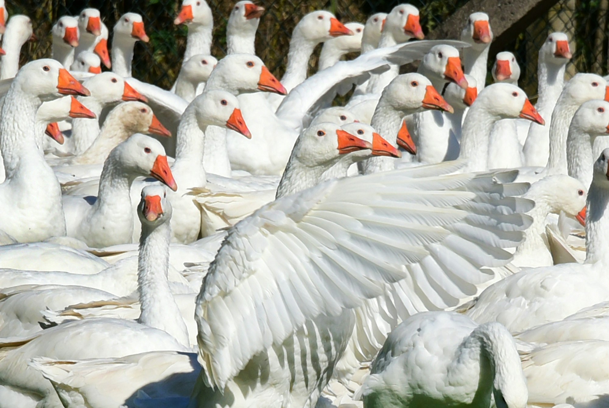 Gänse flattern mit den Flügeln.