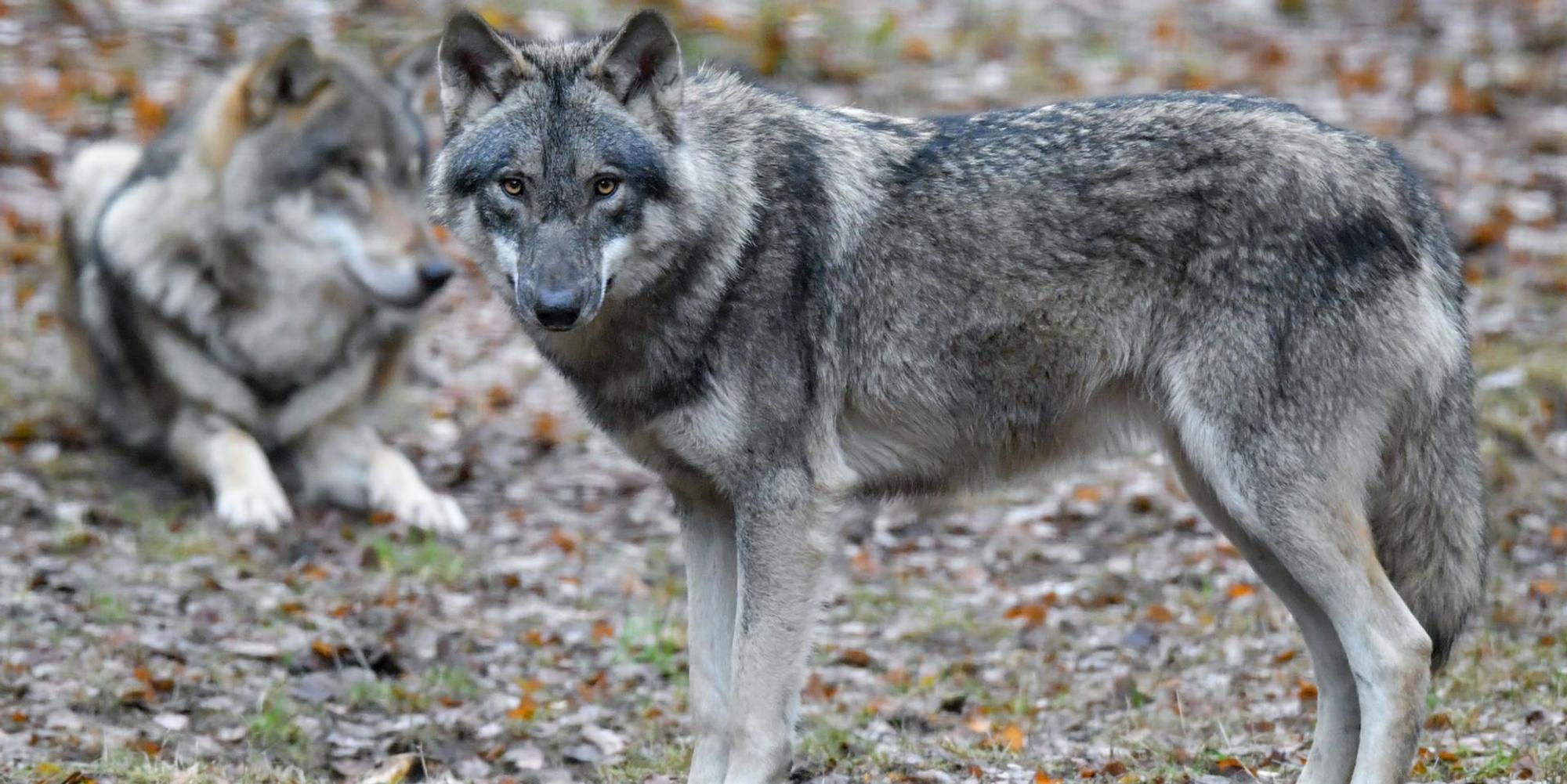 Wolf_Symbolbild