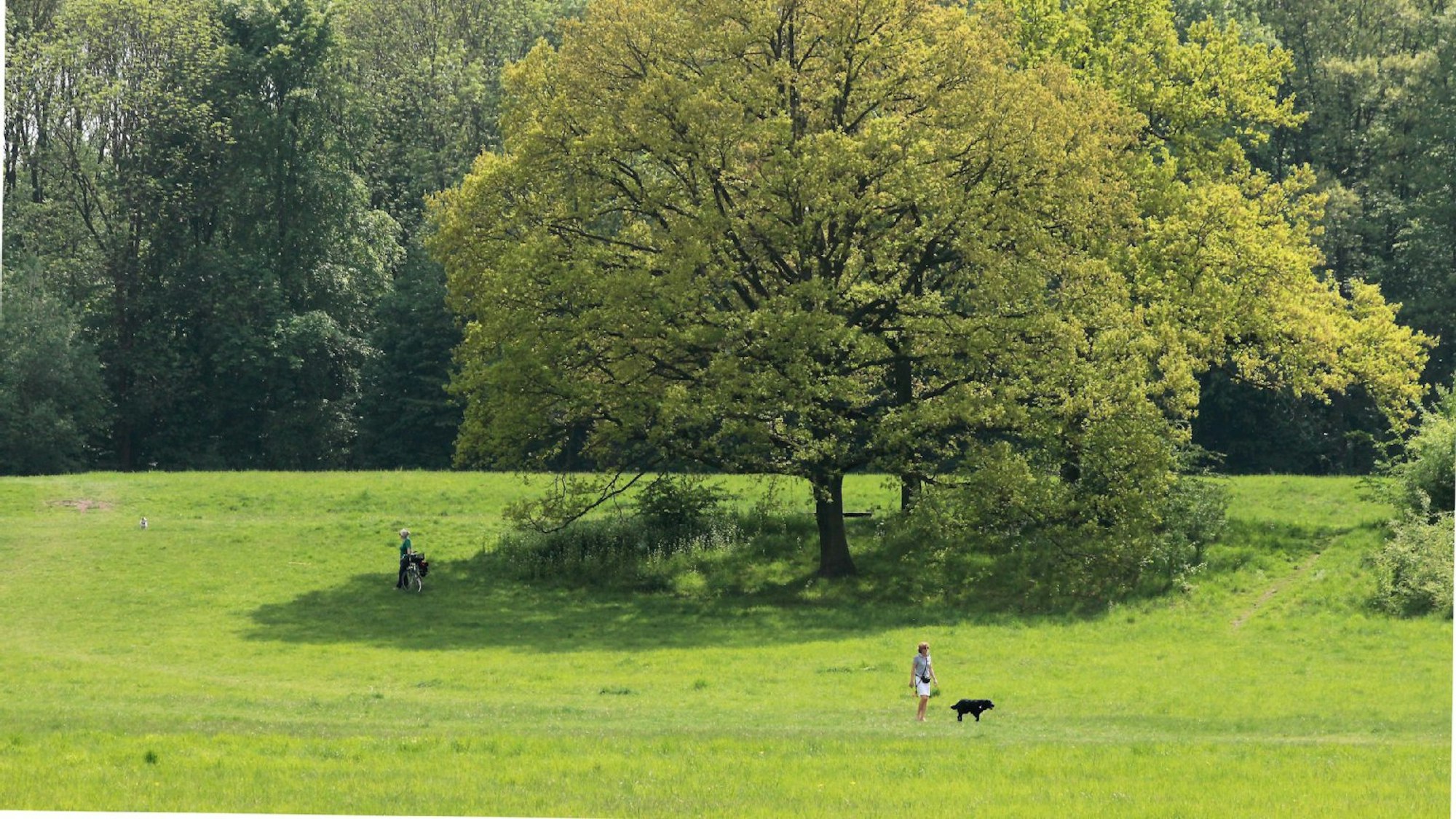 Am äußeren Grüngürtel in Köln-Raderthal, zwischen Brühler Landstraße und Militärring läuft eine Frau mit Hund.