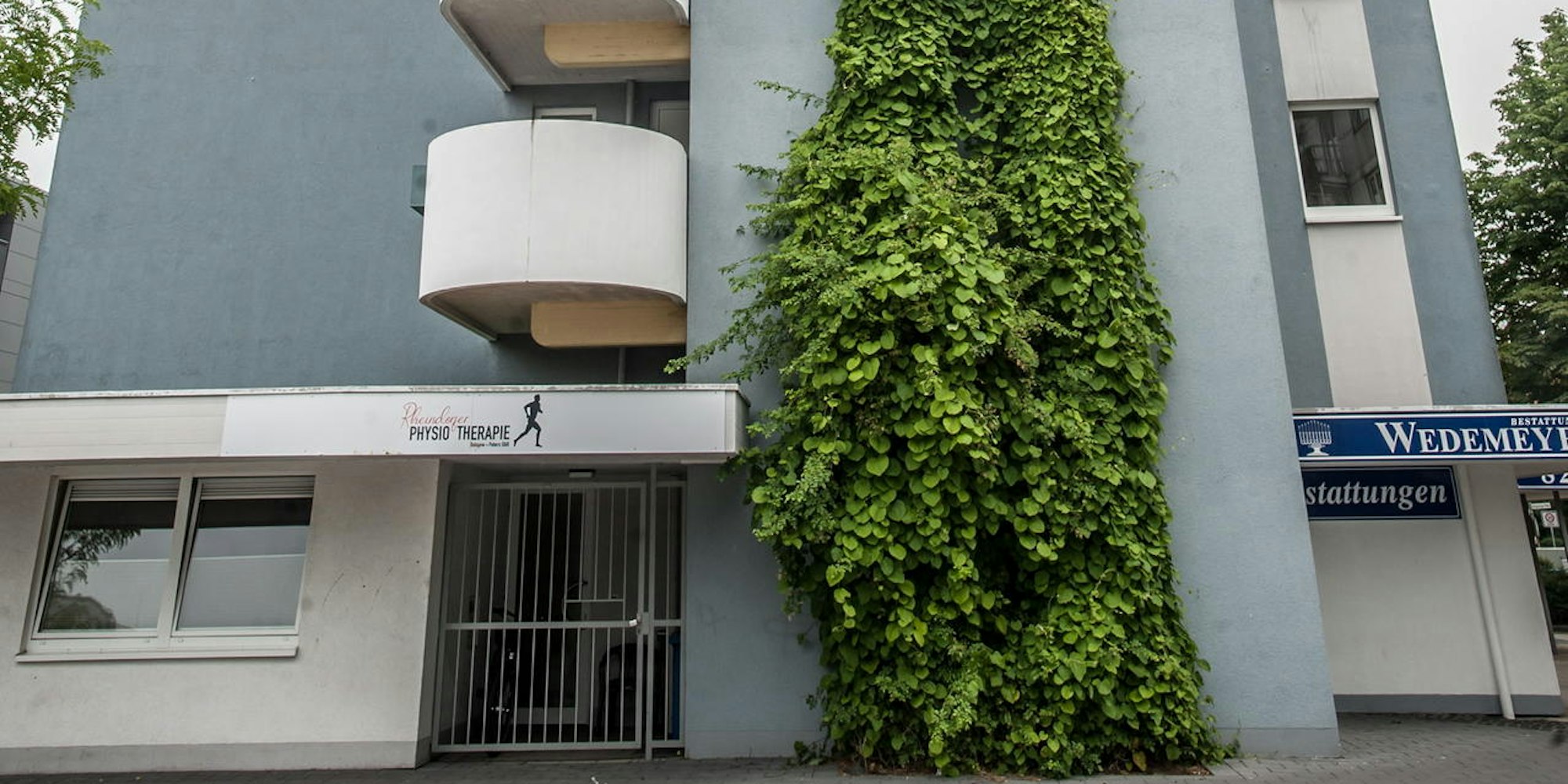 leverkusen-fassadenbegruenung-rheindorf--ALF_3764