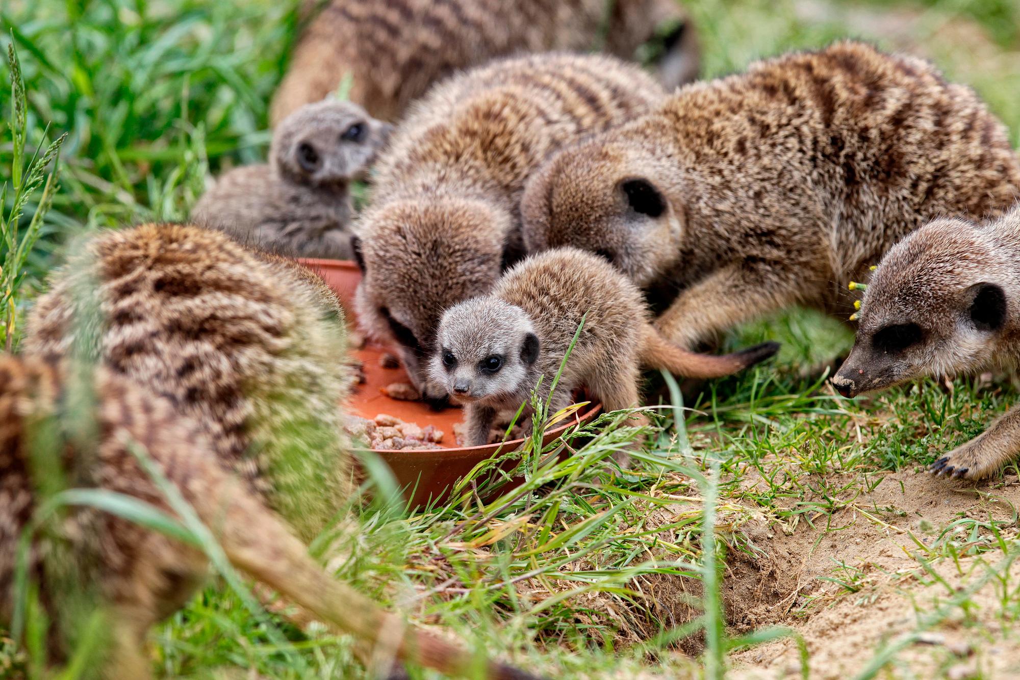 20160525_tb_Erdmaennchen_Zoo_004