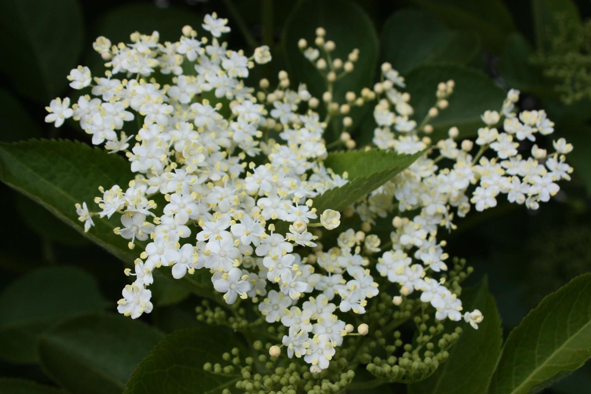 Sommerobst-Serie Holunder Blüten