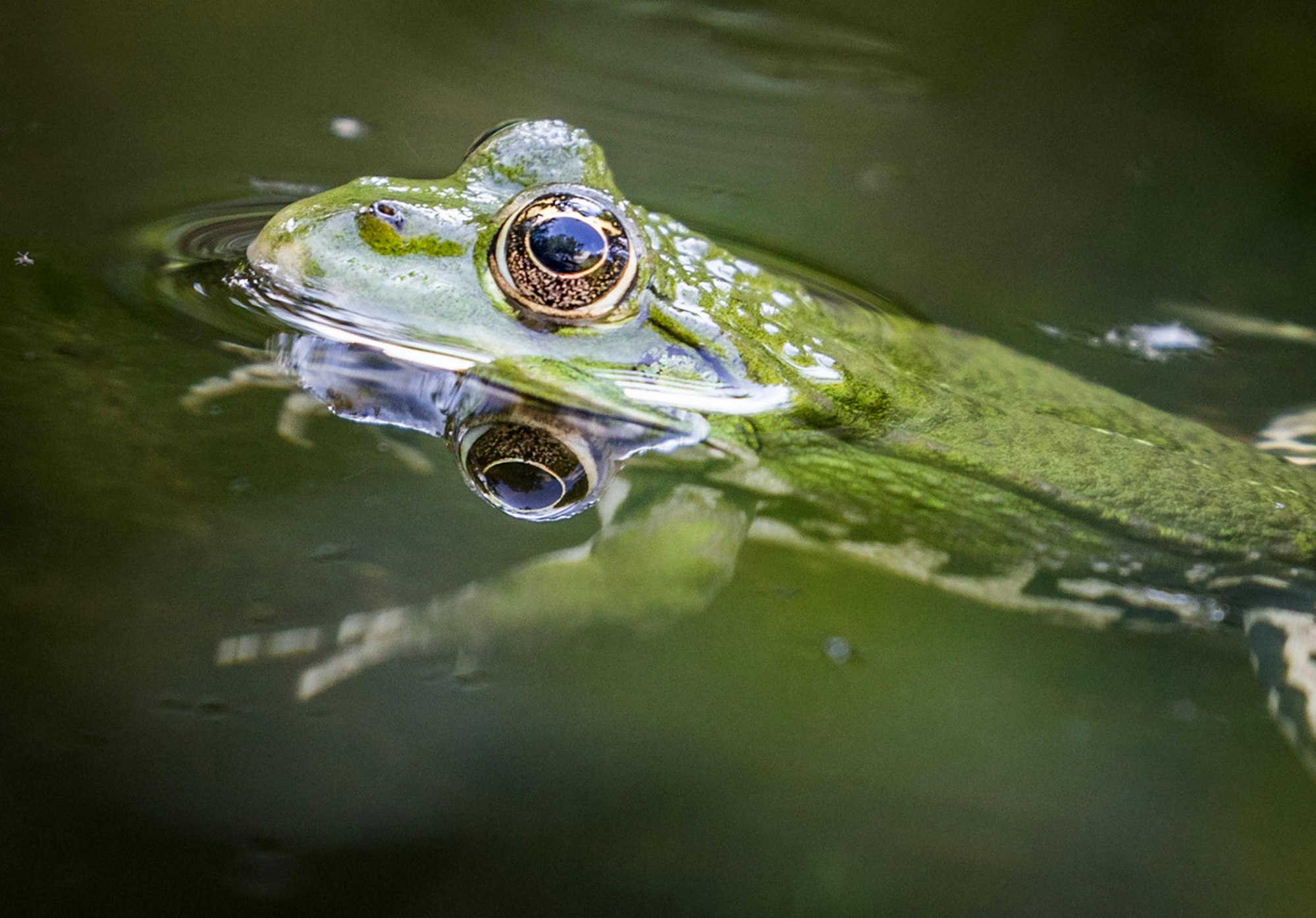 Frosch