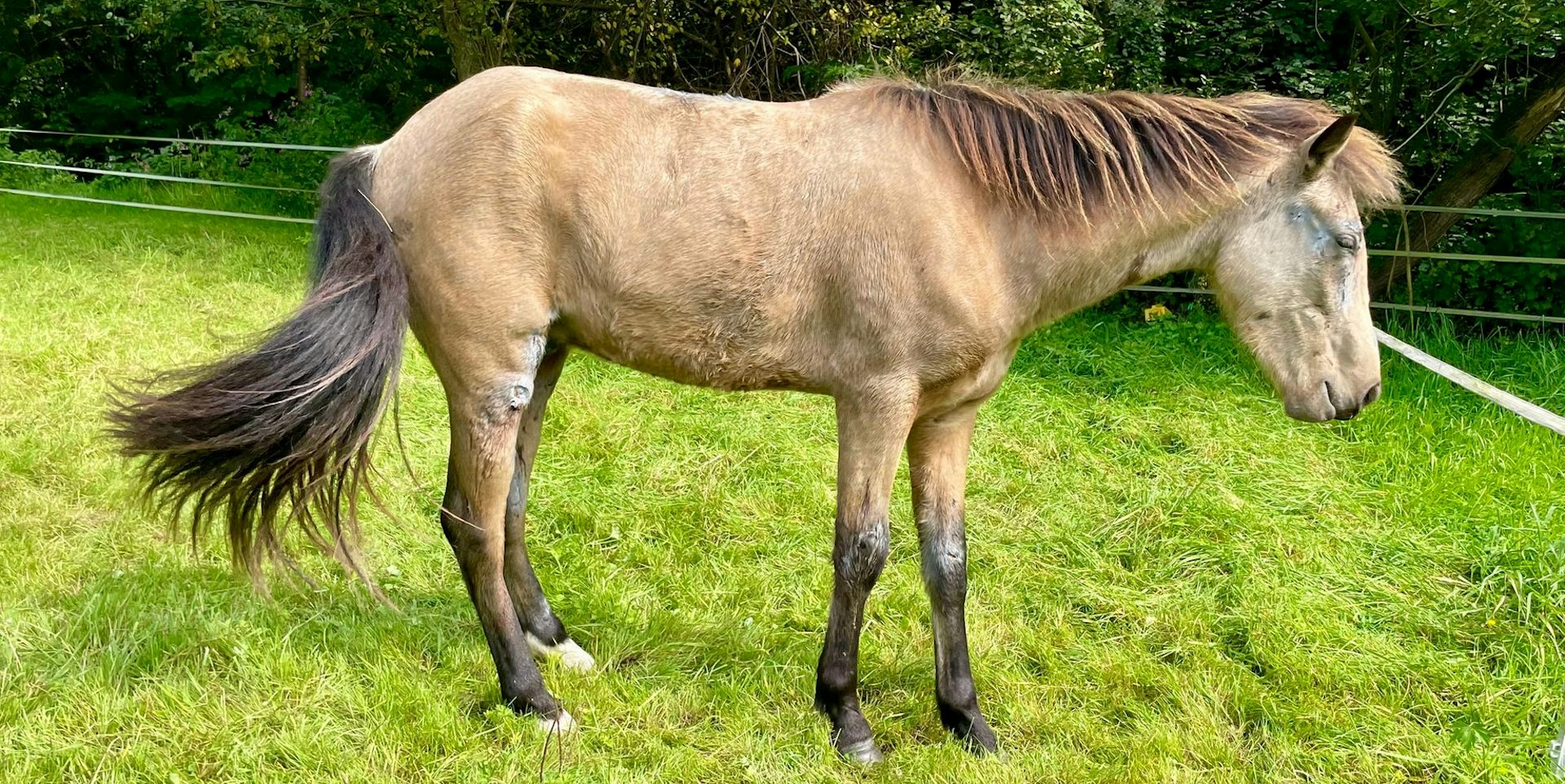 Pferd gerettet 170921