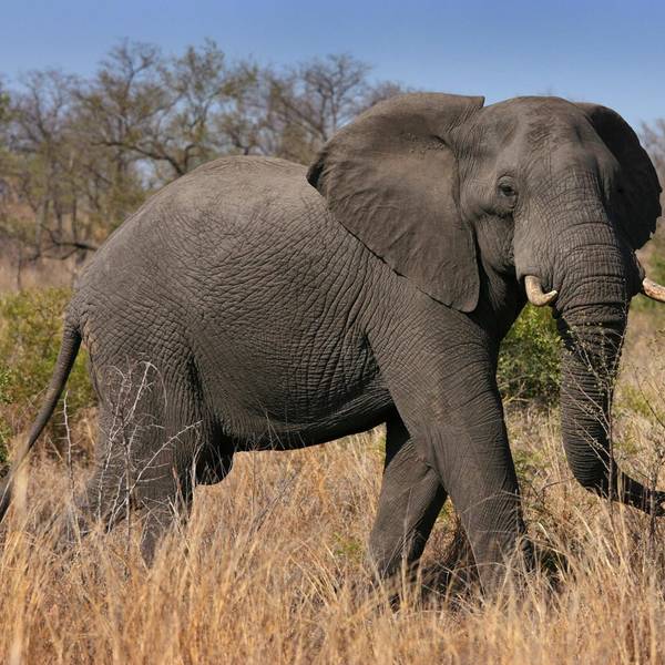 Elefant Krüger Nationalpark