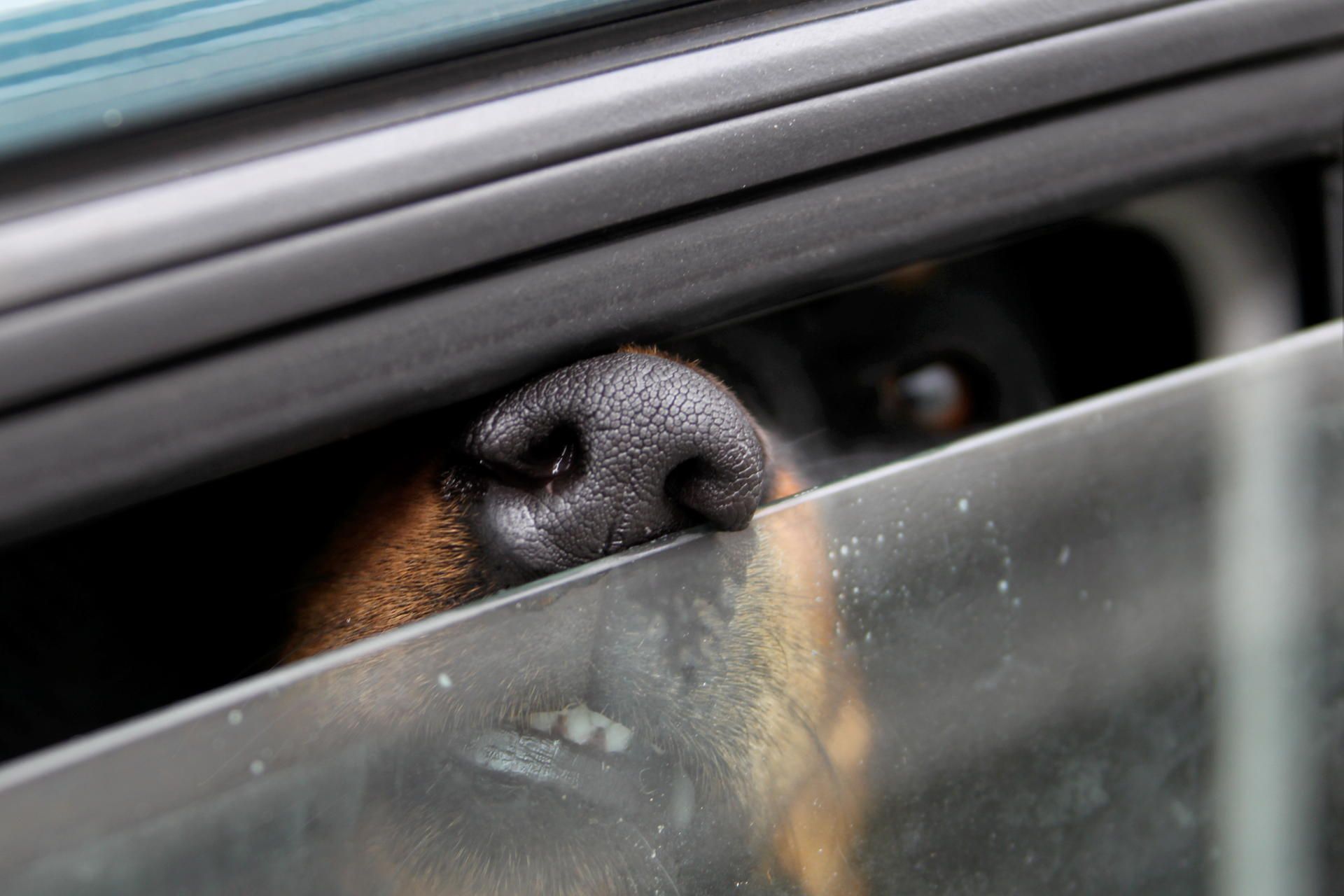 Hund_im_Auto1