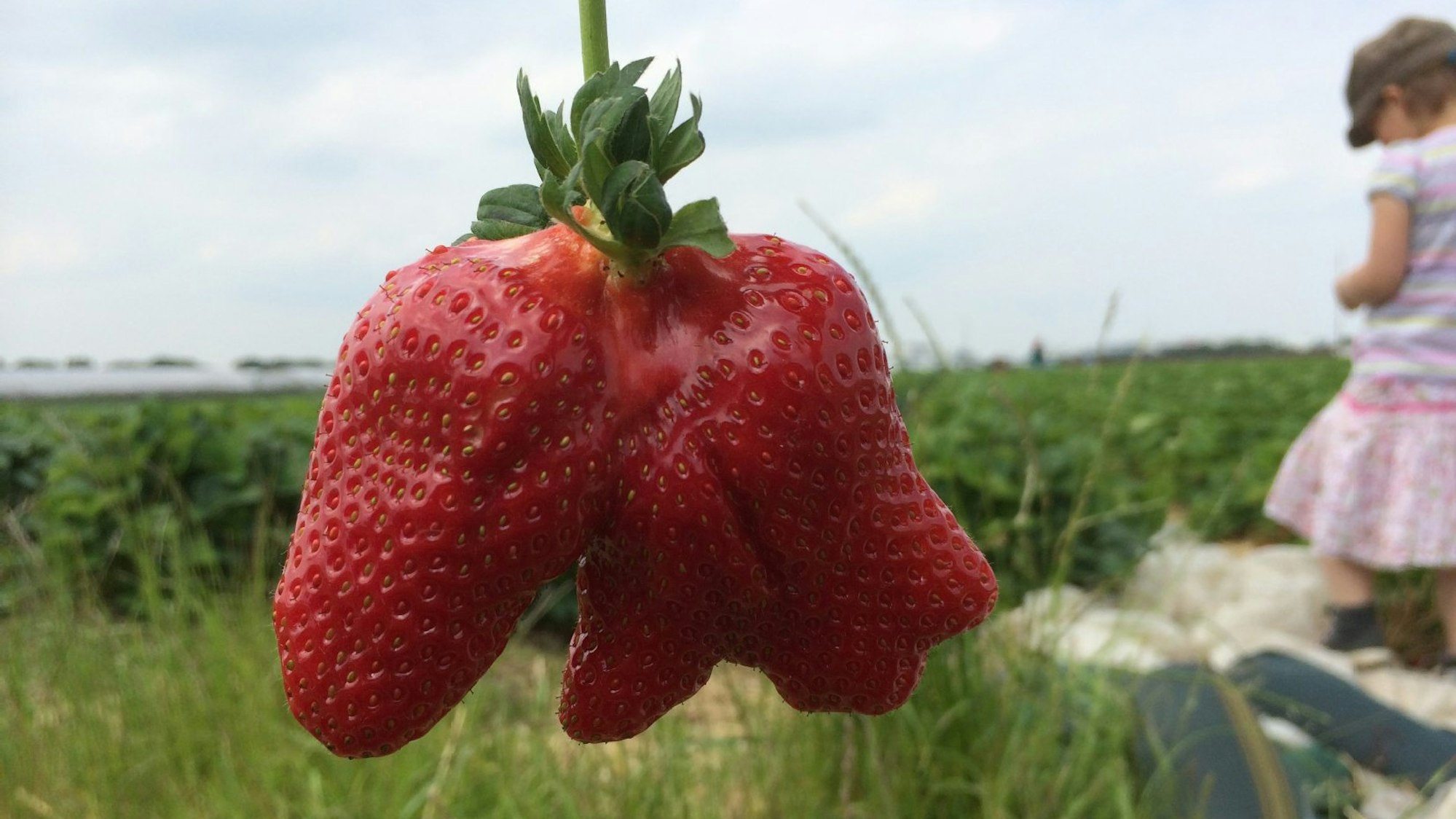 eine große unförmige Erdbeere