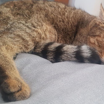 sues Kasimir 1 Foto Kravec