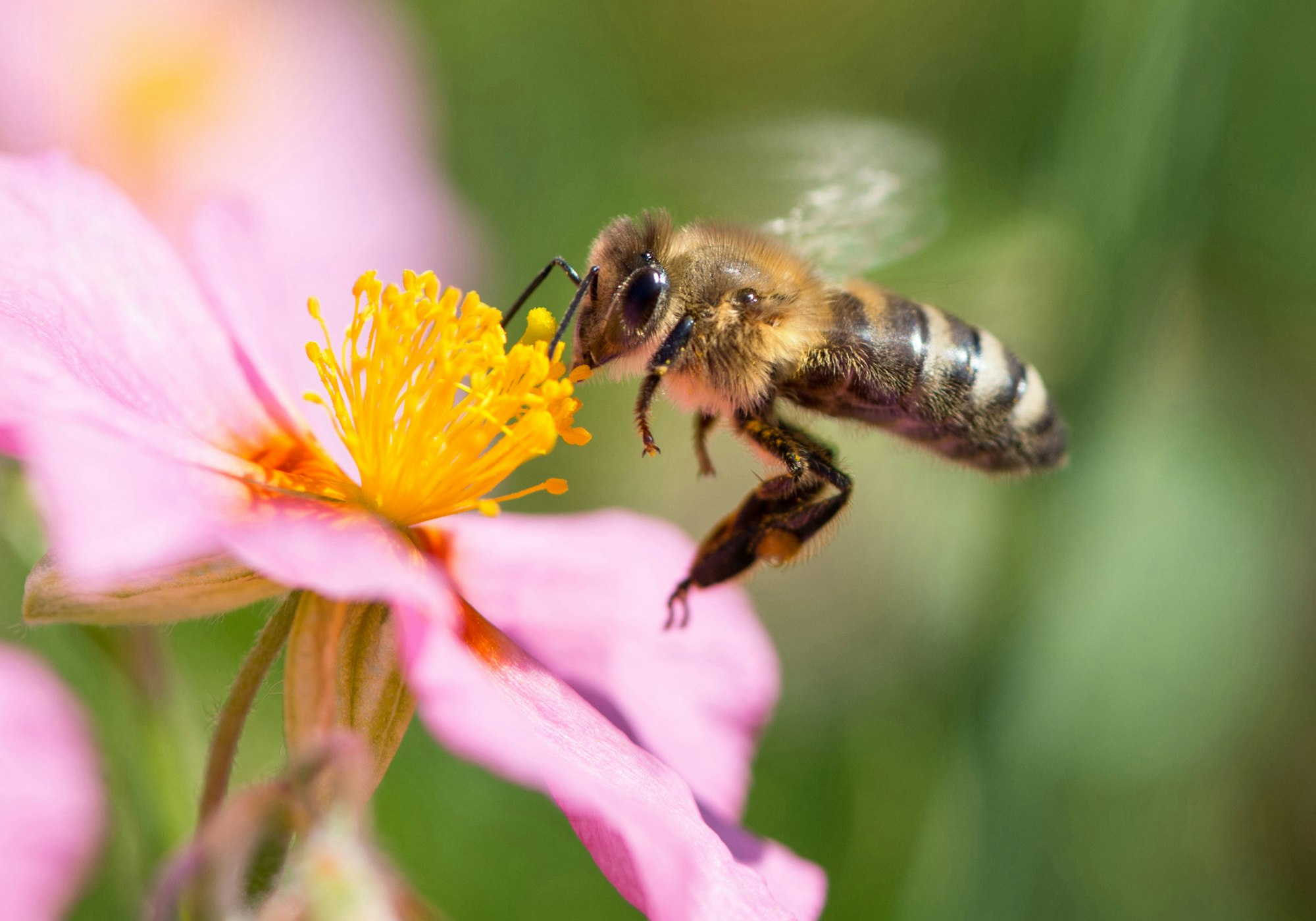 Bienen2016-2