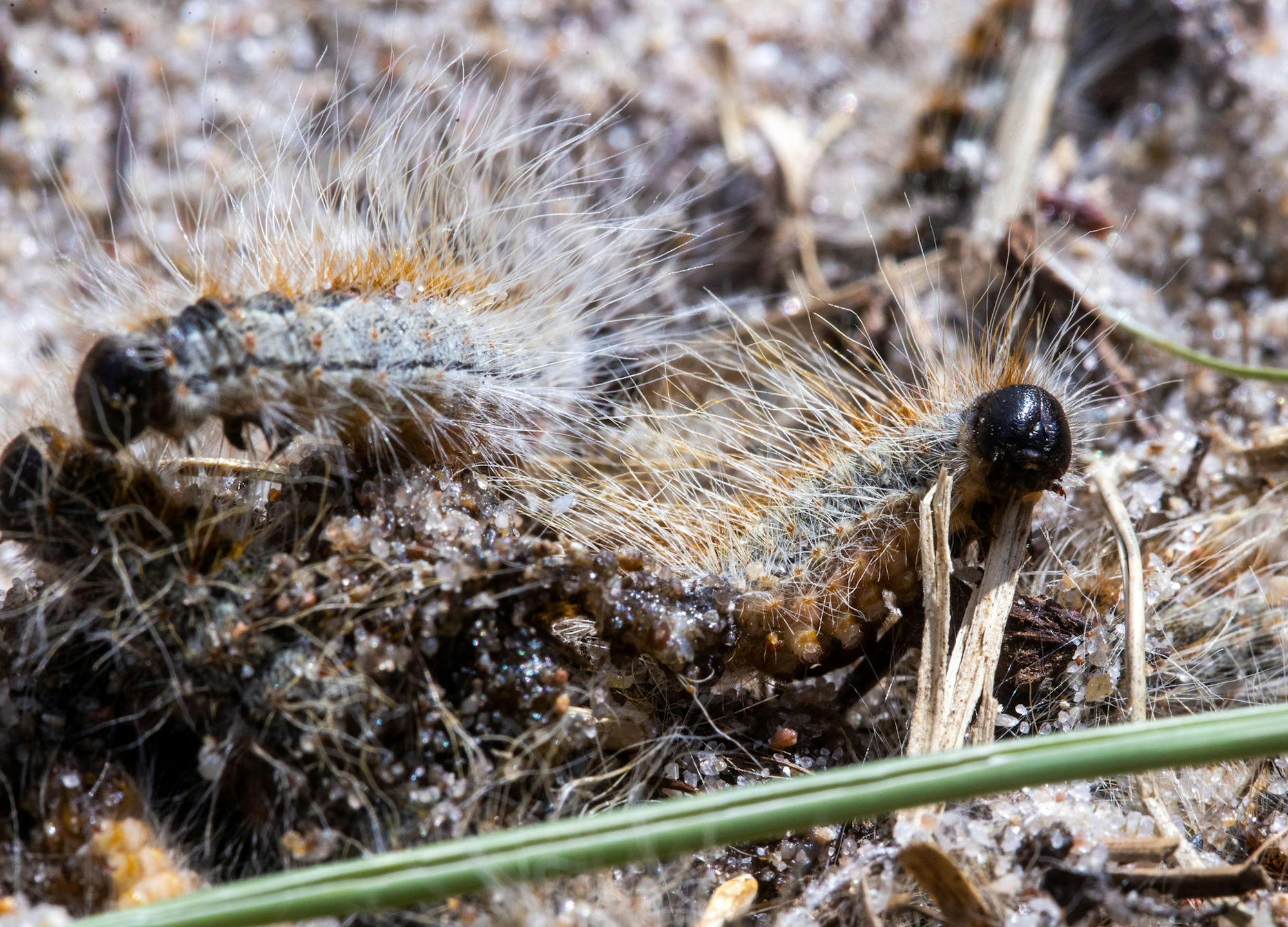 Eichen Prozessionsspinnerdpa